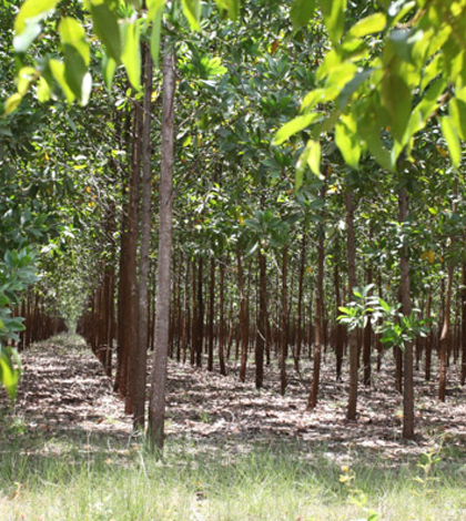 This acacia timber plantation in Colombia may be defined as a forest by satellite data. (Credit: Rhett A. Butler)