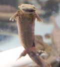 Raising this hellbender in captivity improves his chances for survival. (Credit: Tom Campbell / Purdue Agricultural Communication)