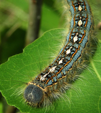 Forest tent caterpillars are among the insect species that feed on aspen leaves. (Courtesy John Couture, UW-Madison)
