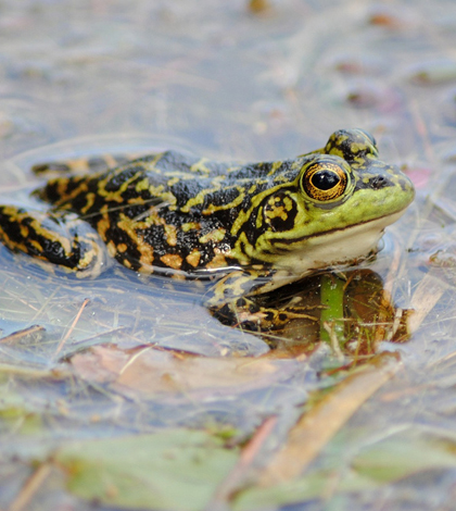 Survey results show that the mink frog, a species with limited range in Michigan, is on the decline. (Credit: Mike Ostrowski, via Flickr/CC BY 2.0)