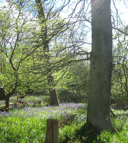 Warming autumns are resulting in earlier spring leafing for certain trees. (Credit: University of Edinburgh)