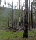 Post-fire logging helps remove larger fuel sources immediately after a fire. (Courtesy Kyle Dodson)