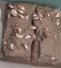 Quagga Mussels on a sediment sample. (Credit: NOAA)