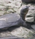 Yangtze giant softshell turtle.