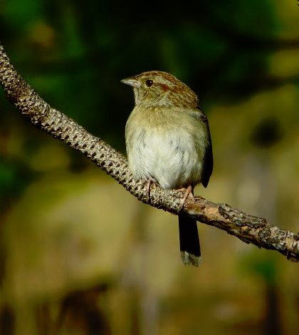 A male Bachman's sparrow singing on his perch in a young longleaf pine sapling. (Courtesy Paul Taillie)