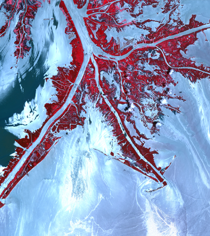 Oil from the Deepwater Horizon spill approaches the tip of the Mississippi River Delta in this May 24, 2010 satellite image. (Credit: NASA Goddard Space Flight Center)