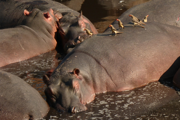 Hippopotamus introduce tons of organic matter annually into aquatic ecosystems that can act as a natural fertilizer for river and lake food webs. (Credit: UC Santa Barbara)