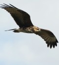 The snail kite is one of many birds found in the Everglades’ stormwater treatment areas. (Credit: Brian Garret/CC BY-ND 2.0)