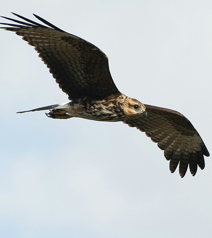 The snail kite is one of many birds found in the Everglades’ stormwater treatment areas. (Credit: Brian Garret/CC BY-ND 2.0)