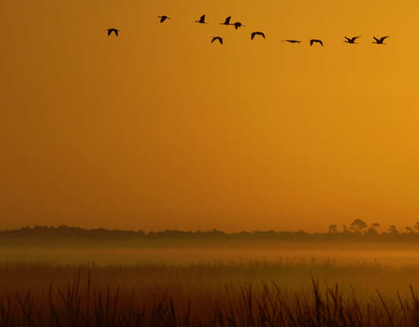 Artificial wetlands used for stormwater treatment attract larger bird populations than natural marshes. (Credit: Brian Garret/CC BY-ND 2.0)