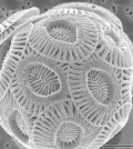 Micrograph of a single Emiliania huxleyi coccolithophore cell. (Credit: Alison R. Taylor / University of North Carolina Wilmington Microscopy Facility/CC BY 2.5)