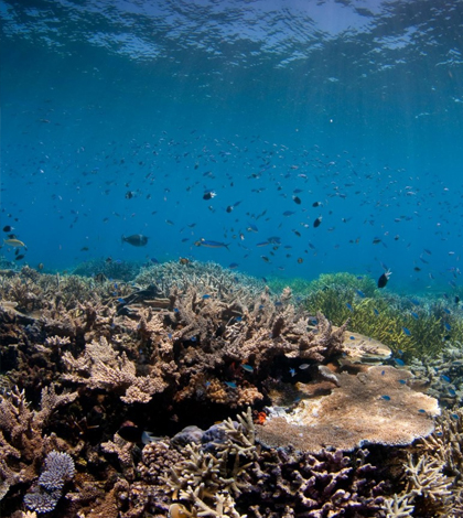 Researchers are pushing for stronger management to protect iconic ecosystems like the Great Barrier Reef. (Credit: Ed Roberts)