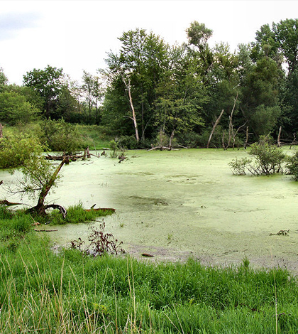 Great Lakes wetlands are being comprehensively mapped for the first time. (Credit: Derek Jensen/CC BY 2.0)