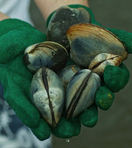 Clams in Long Island's Great South Bay were falling victim to nitrogen pollution. (Credit: Kenton Rowe)