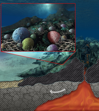 New discoveries show that microbial life can survive dozens of meters below the seafloor. (Credit: Nicolle Rager-Fuller / NSF)