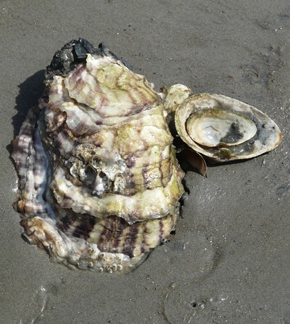 How Does the Amount of Oxygen Affect the Oyster Population? 