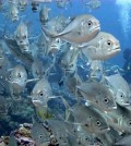 Even low human populations can cause large declines in fish biomass near reefs. (Credit: Ben Ruttenburg / NMFS SEFSC)