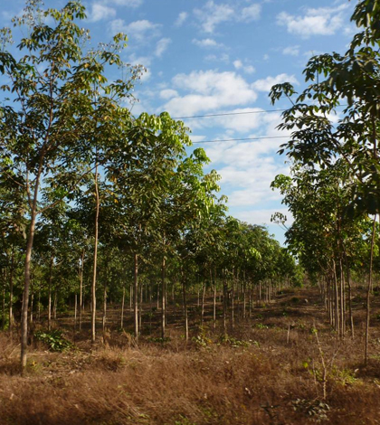 Worldwide demands for rubber tires could have catastrophic impacts. (Credit: Eleanor Warren-Thomas / University of East Anglia)