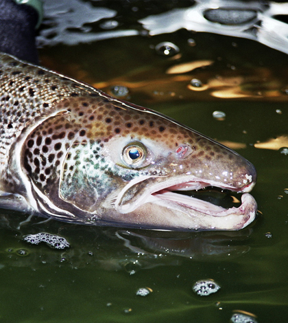A male Atlantic salmon showing the kype developed during spawning season. (Credit: E. Peter Steenstra/USFWS)