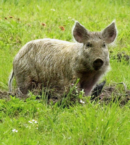 Feral hogs are an invasive pest across the U.S., including these photographed in Florida. (Credit: NASA)