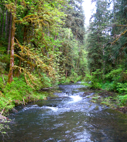 A forested Oregon stream (Credit: Kristine/CC BY-ND 2.0)