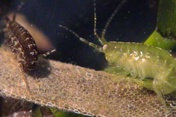 ecosystem multifunctionality / Even the smallest invertebrates make important contributions to biodiversity. (Credit Emmett Duff / VIMS)