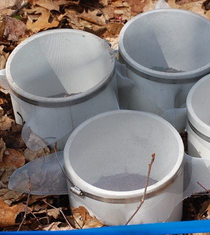 In each soil plot, the researchers inserted four chambers and altered the soil community to a different extent.(Credit Dr Serita Frey / University of New Hampshire)