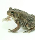 statewide inventory American toad. (Credit: Brian Gratwicke/CC BY 2.0)