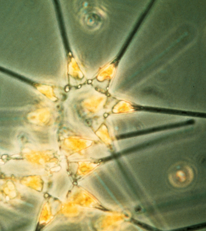 Phytoplankton, or sea sawdust, play an an important role in the marine phosphorus cycle. (Credit: NOAA MESA Project)