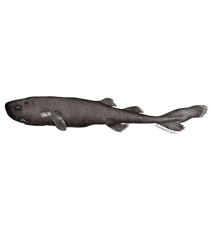 Illustration of the pocket shark. (Credit: NOAA)