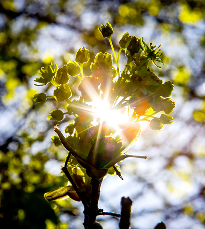 Scientists link pollen particles to cloud formation. (Credit: Joseph Xu / Michigan Engineering Communications and Marketing)