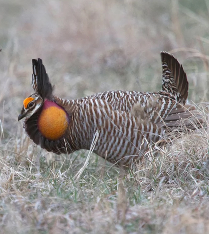 Male prairie chickens gather at leks to perform mating displays for females. (Credit: Mark Herse)