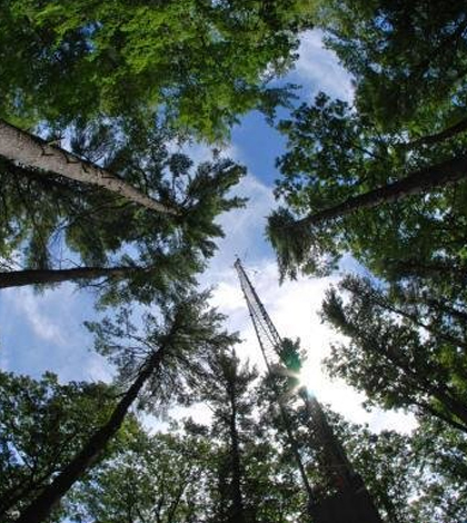 Researchers use fluorescence as a proxy for photosynthesis to monitor tree growth. (Credit: Marc Mayes / Brown University)