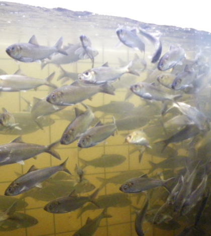 River herring seen through a viewing area in the model. (Credit: Donald Dow / NEFSC/NOAA)