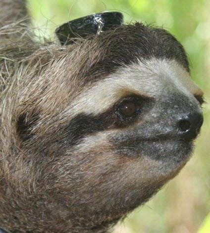 Scientists are employing a wider variety of remote sensing biometric devices than ever before, such as the EEG/EMG recorder affixed to this three-toed sloth. (Credit: Niels, Rattenborg, Max Planck Institute for Ornithology)