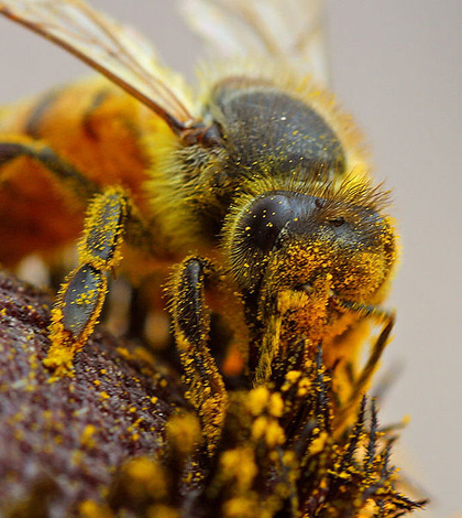 A bee pollinating a flower (Credit: Jon Sullivan)