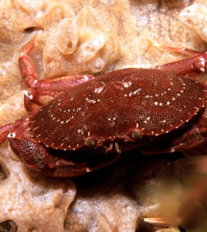 Many marine animals, like this rock crab, could be heading to shallower water with more oxygen. (Credit: J. MacCausland / USGS)