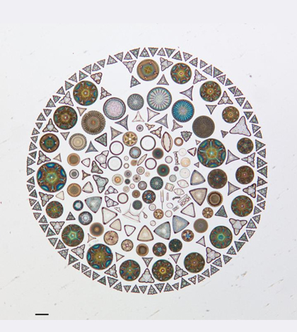 Diatoms are intricate single-celled algae. (Credit: California Academy of Sciences)