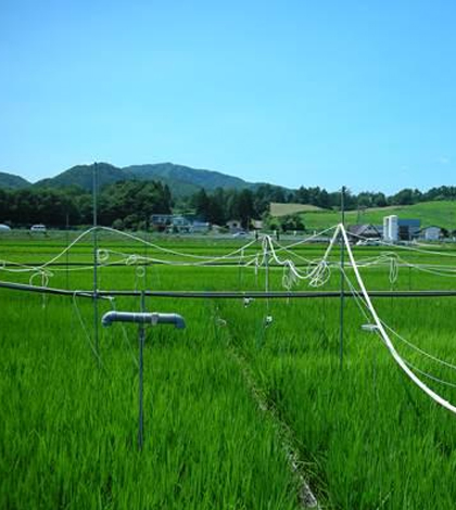 A FACE experiment in Japan examines the impact of heightened atmospheric CO2 levels on nitrogen uptake in rice. (Credit: Kazuhiko Kobayashi)