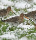 Dutch Godwits are really a very special part of the Dutch culture,” said Nathan Senner, ecologist at the University of Groningen. (Credit: Ignaas Robbe)