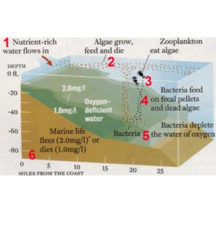 Nutrient-based hypoxia formation. (Credit: Nancy Rabalais / LUMCON)