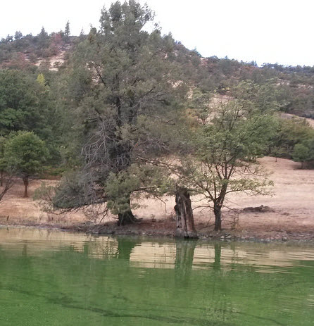 A large bloom of toxic microcystis grows behind the Copco Reservoir dam on the Klamath River, and may impact water quality downstream. (Credit: Oregon State University).