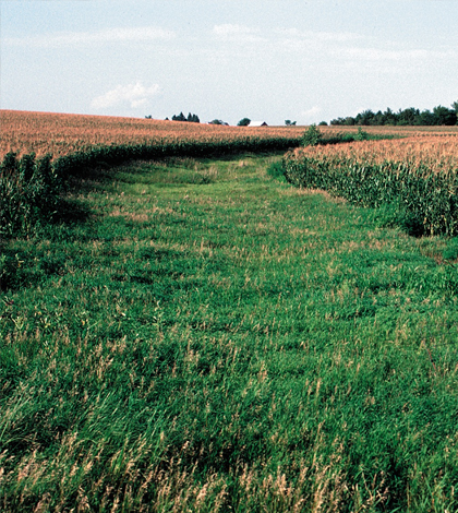A grassed waterway in Cherokee County, northwest Iowa. (Credit: Lynn Betts / USDA Natural Resources Conservation Service)