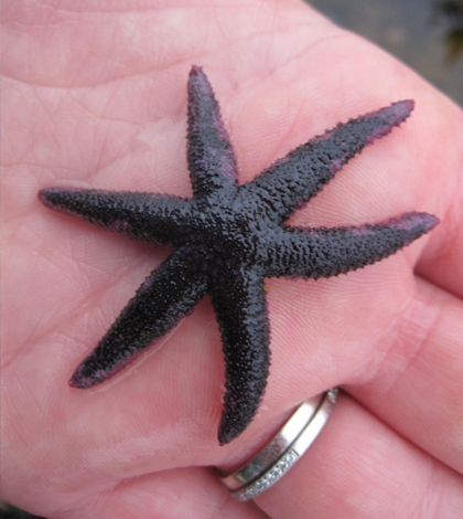 The six-armed sea star also experienced nearly total annihilation after the die-off. (Credit: Laura Jurgens/UC Davis Bodega Marine Laboratory)