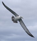 A shy albatross. (Credit: Glen Fergus/CC BY 3.0)