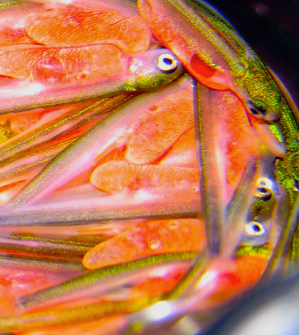 Alevin salmon in experimental fish tanks. (Credit: Michelle Ou)