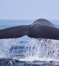A blue whale. (Credit: Regina Guazzo under NMSF Permit No. 17312)