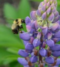 Bumblebees aren't moving north to escape hotter temperatures. (Credit: Science / AAAS)
