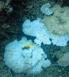 Bleached and dead coral in the National Marine Sanctuary of American Samoa. (Credit: NOAA)