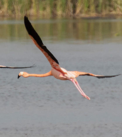 American flamingoes. (Credit: Curt Dalton)